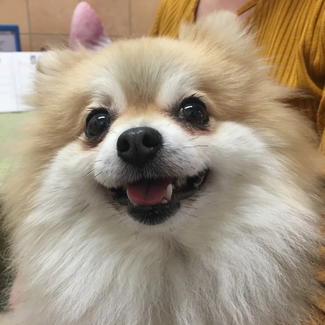 【今日の里帰りワンコ🐶夢花ちゃん💕、ブルーちゃん💕、モフ➡こう君💕】No2